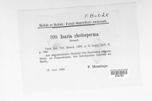 Isaria rhodosperma image